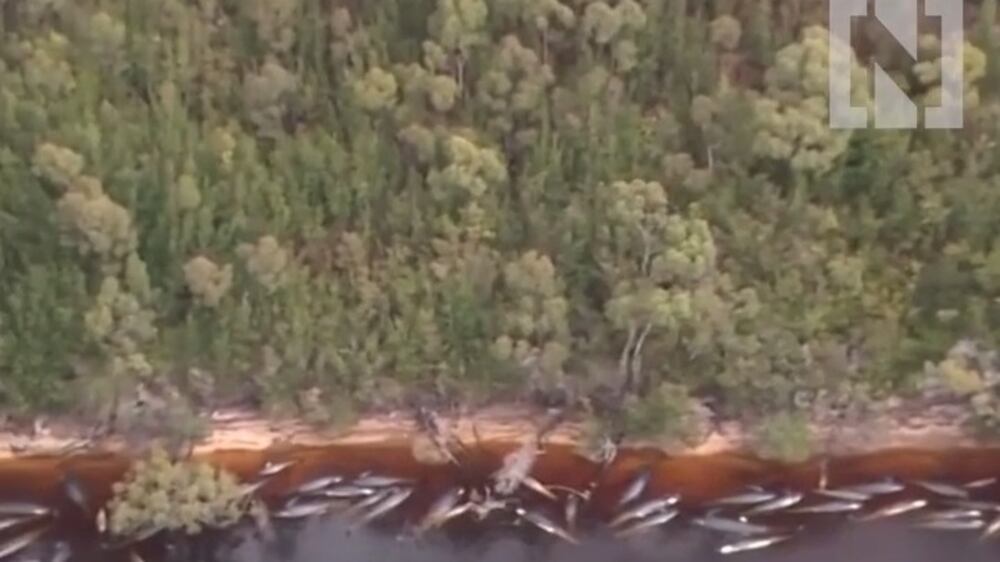 Devastating aerial footage shows dead whales