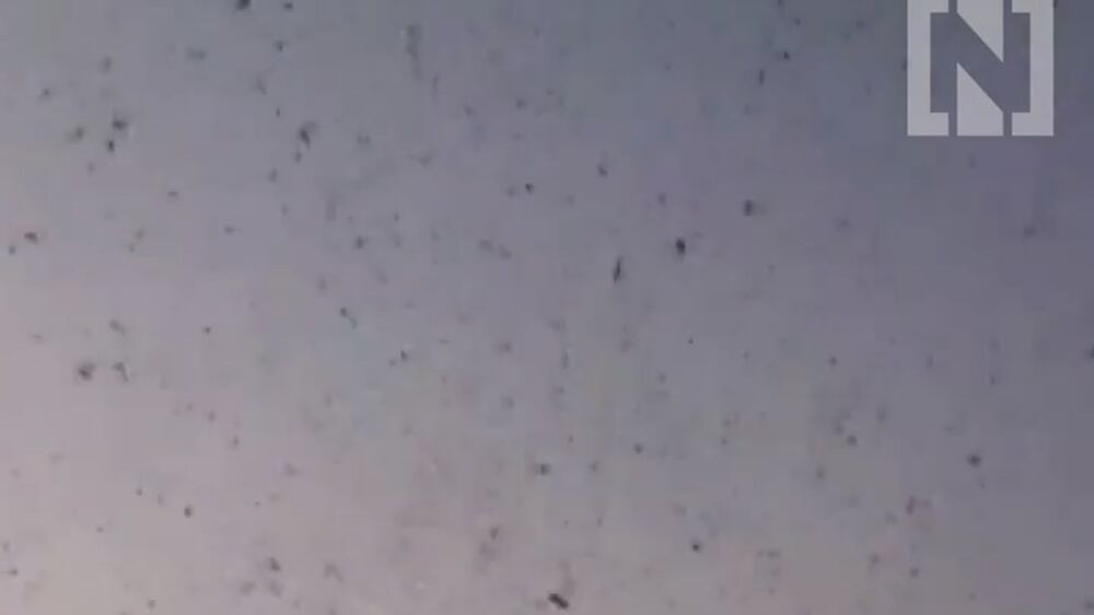 Swarms of locusts arrive in India