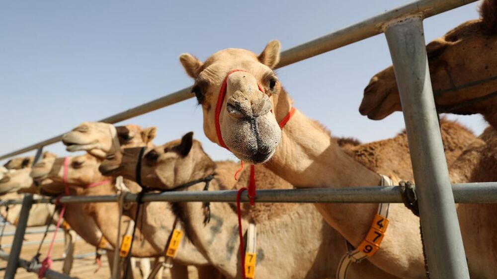 A look inside the UAE's camel reproduction centre 