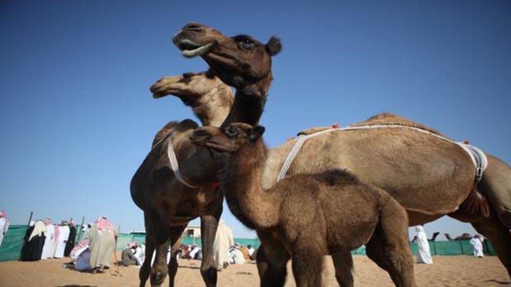 Dhafrah Camel Festival