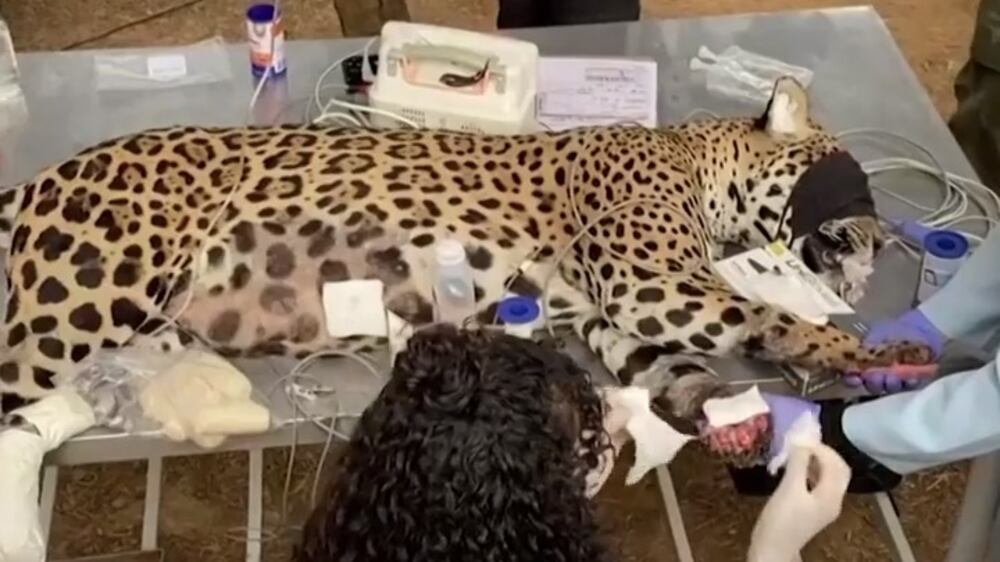 This jaguar was burnt by wildfires in Brazil