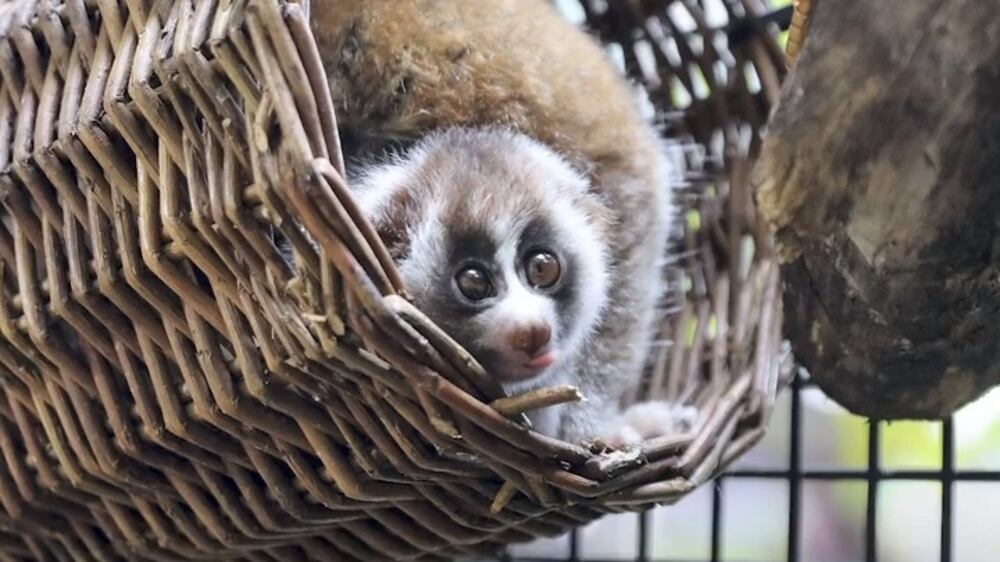 Rescued slow loris couple in Dubai welcome new member of family