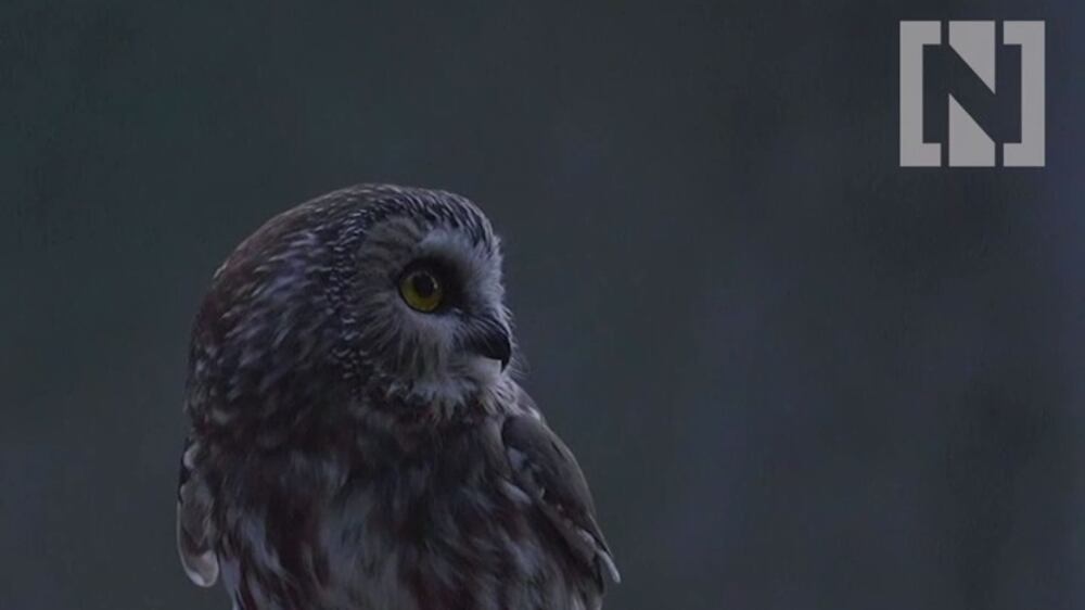 Rescued New York Christmas tree owl flies free