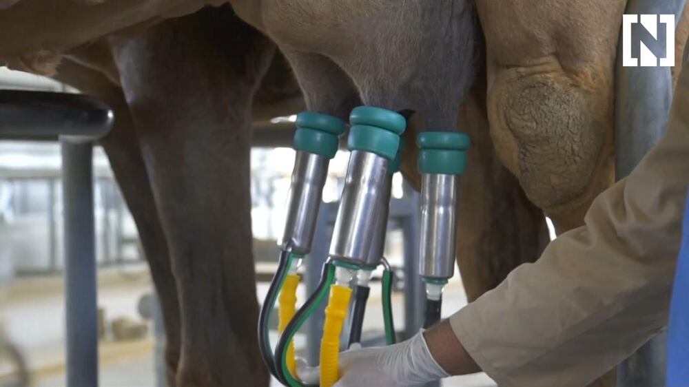 Camel milk for your baby?