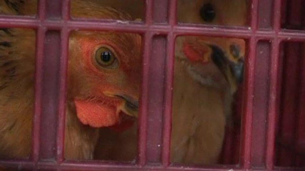 Video: WHO officials urge calm over bird flu