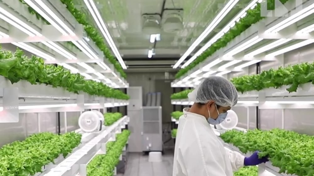 Lettuce from Abu Dhabi vertical farm to go on sale in September