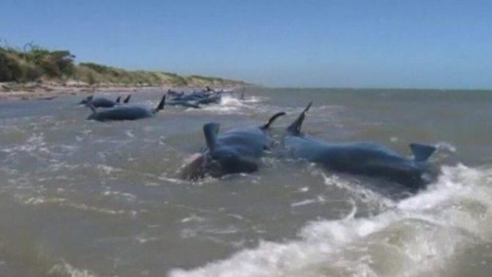 Video: Stranded whales die in New Zealand