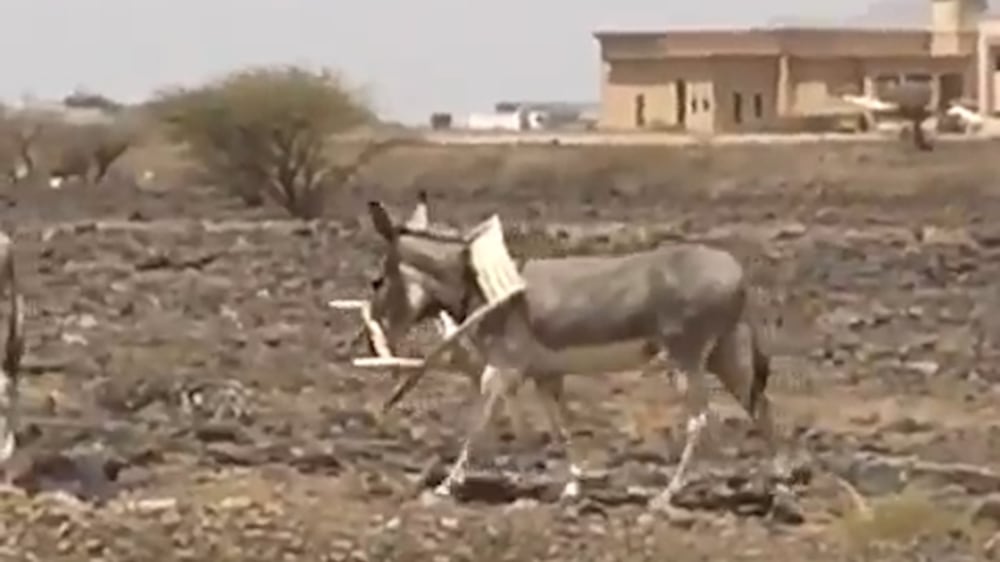 Donkey found with head stuck in plastic chair rescued in Ajman