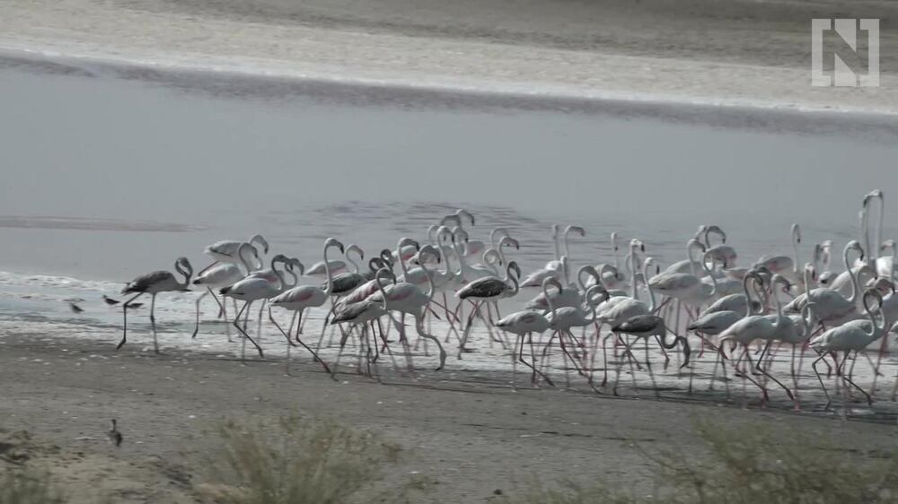 Flamingos flock to Abu Dhabi