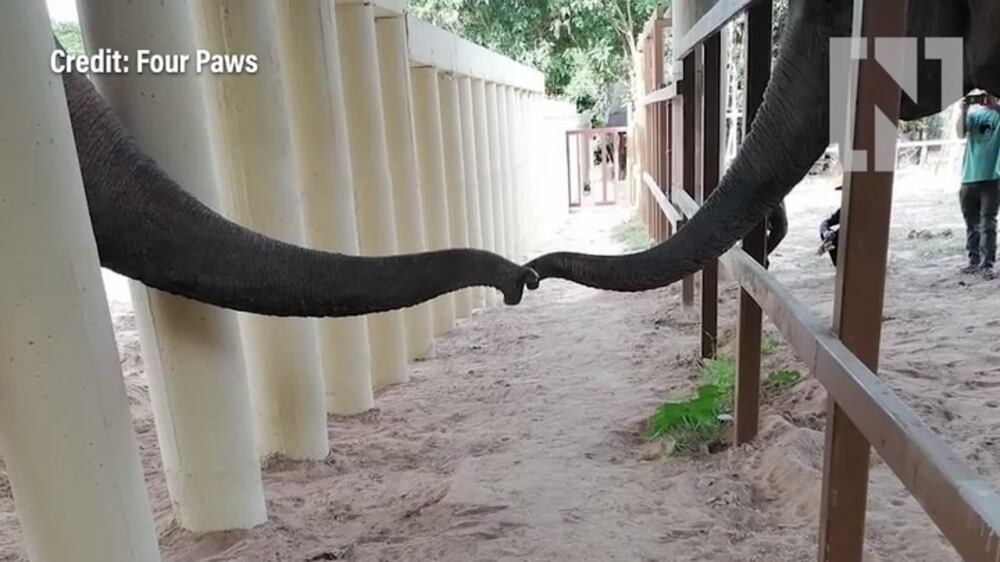 Kaavan's first contact with other elephants