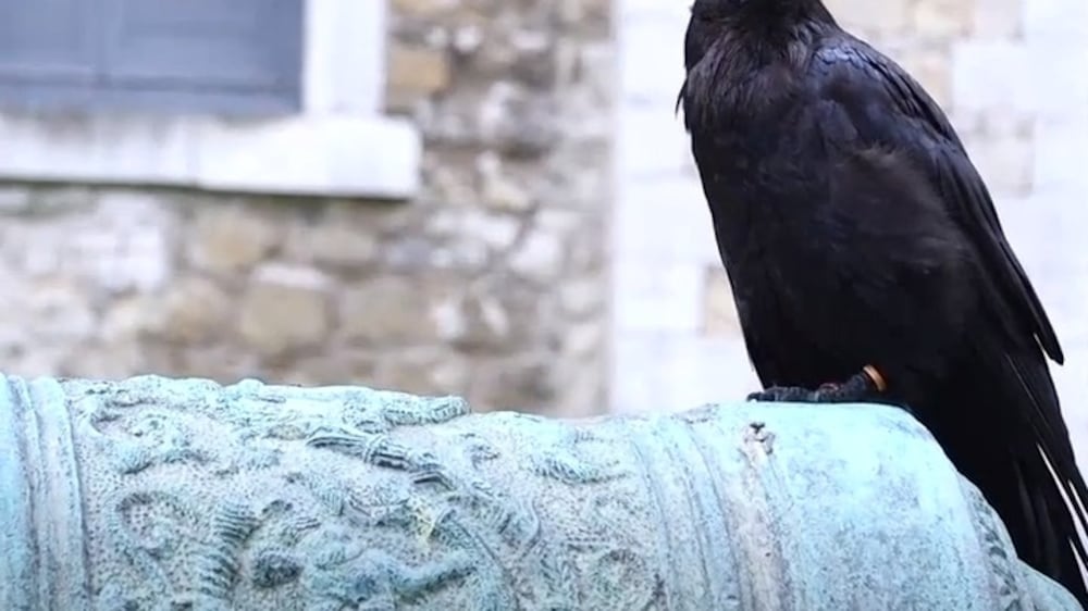 Ravens in the Tower of London