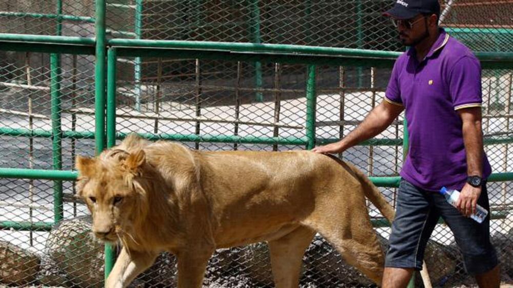 Video: Emirati animal collector in RAK on his passion for lions, crocodiles and hyenas