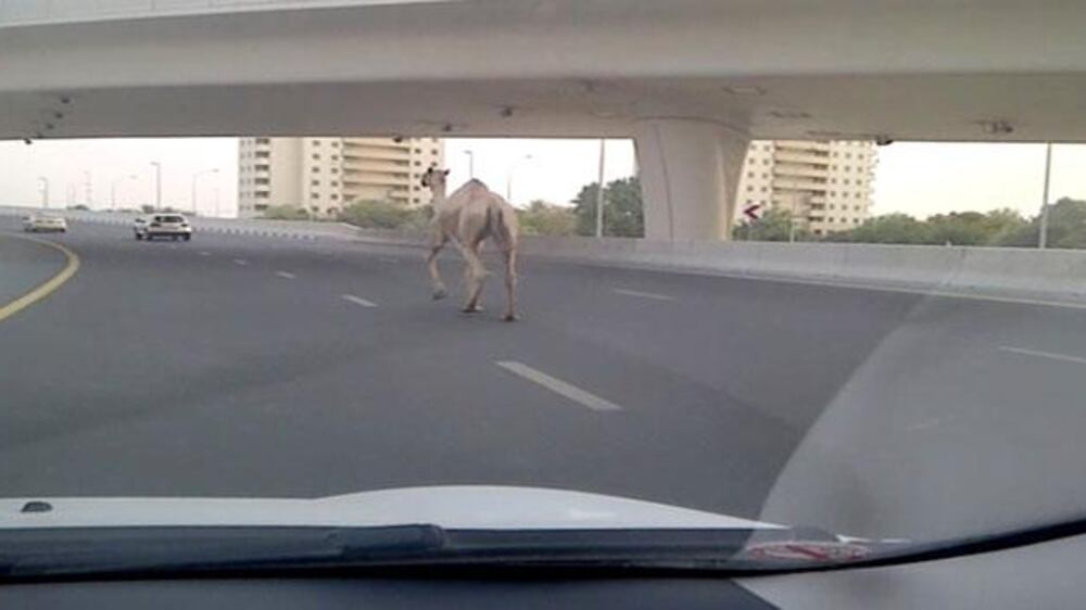 Video: Camel on Dubai Marina road