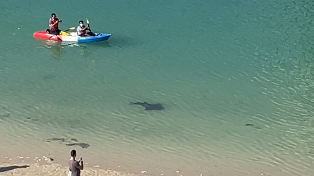 Rare ray mistaken for shark at Reem Beach