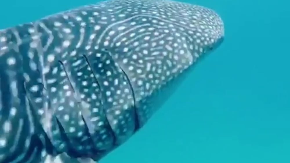 UAE divers have close encounter with whale shark