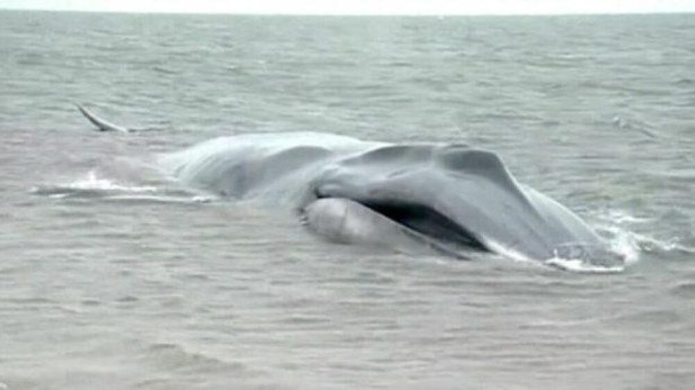 Video: Race to save NY beached whale
