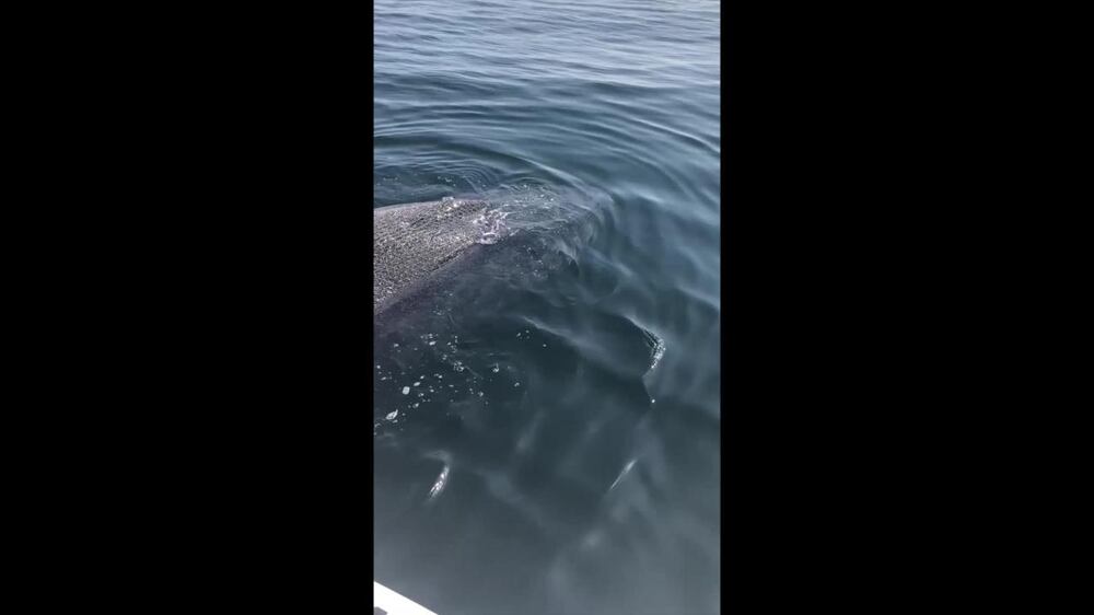 Men attempt to free humpback whale from fishing net