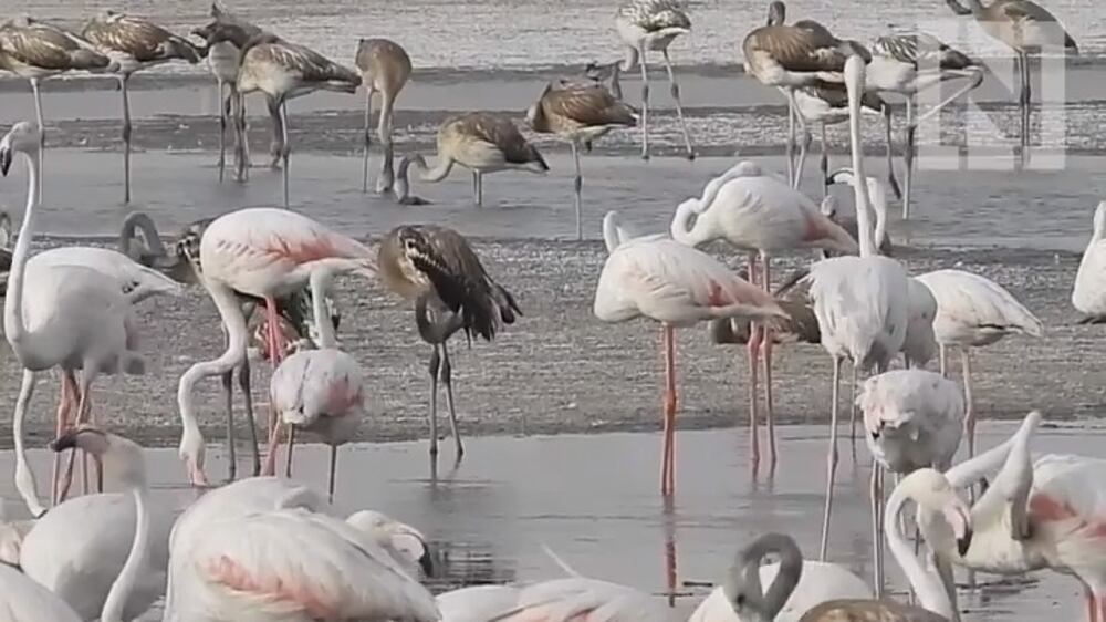 Abu Dhabi flamingos enjoy record breeding season amid Covid-19 pandemic