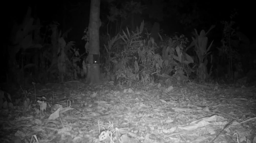  An endangered tiger in western Thailand caught on camera