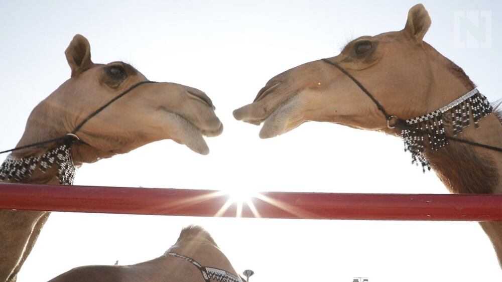 The 'Super Bowl' of camel pageantry 