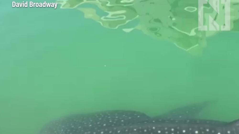 Pair of whale sharks spotted in Abu Dhabi