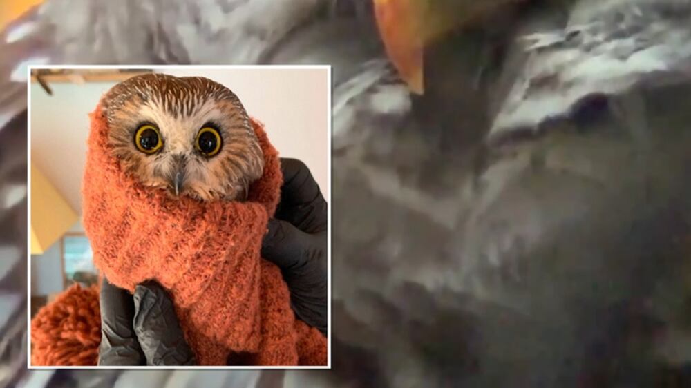 NYC treated to two celebrity owls as festive season begins