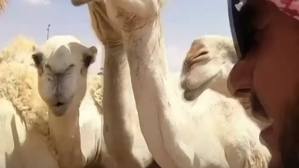 Inside world's largest camel hospital in Saudi Arabia