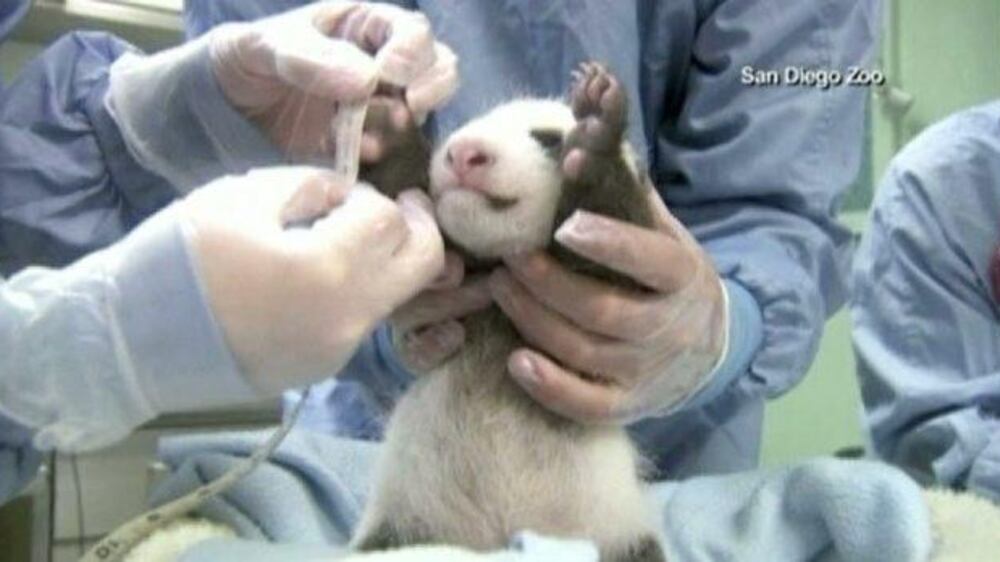 Video: Baby panda - it's a boy!