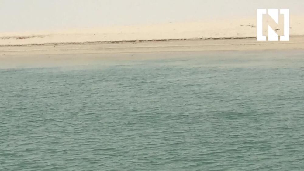 Humpback dolphins spotted off Abu Dhabi