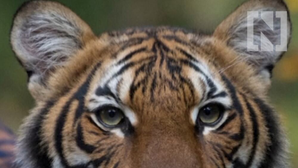 Tiger at the Bronx Zoo tests positive for Covid-19