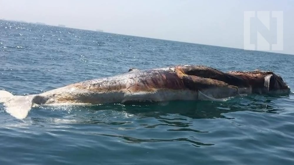 Dead whale spotted off coast of Ras Al Khaimah