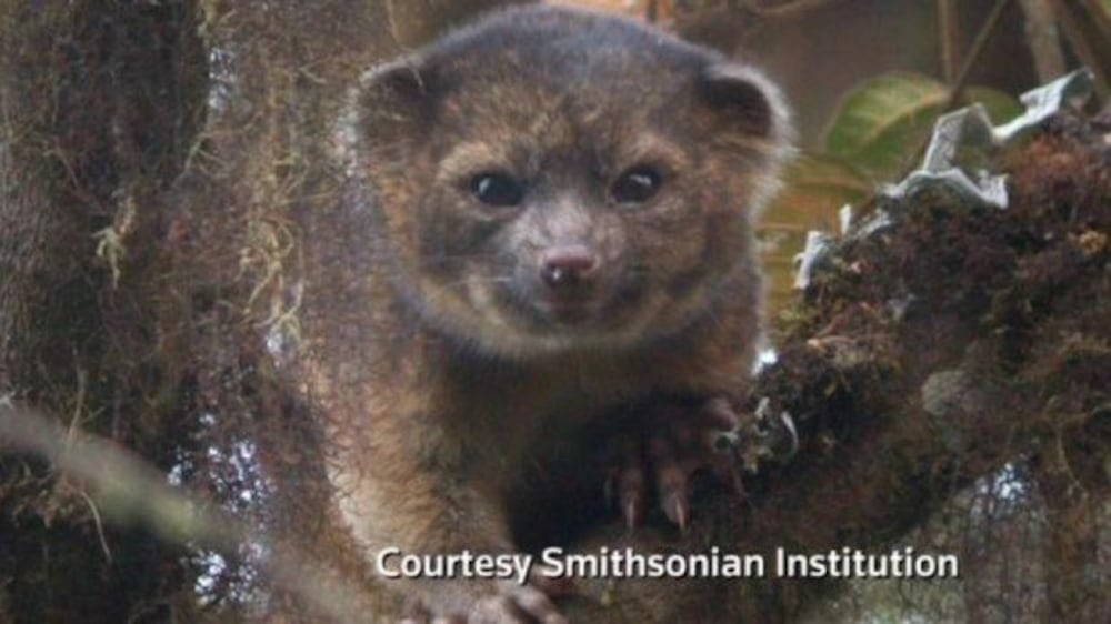 Video: New mammal species discovered