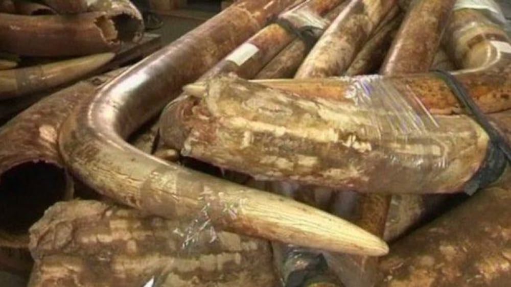 Video: Massive ivory seizure in Hong Kong
