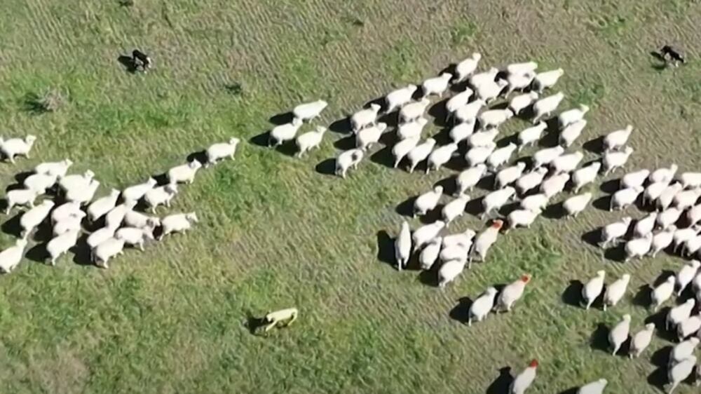 Meet the robodog who can herd sheep