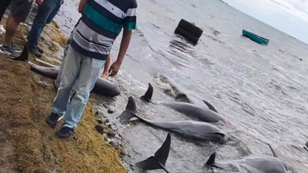 Dead dolphins discovered near Mauritius spill site