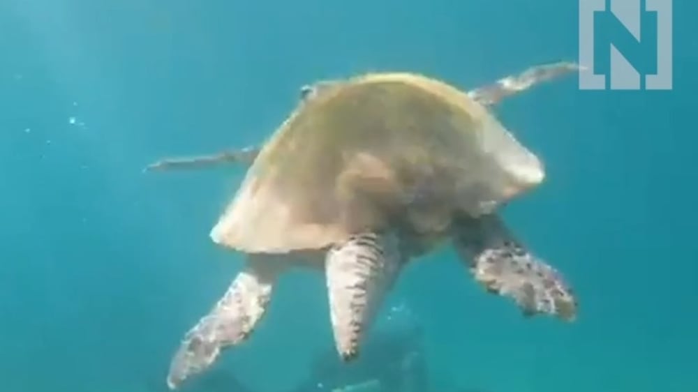Diver finds bustling marine life in Fujairah 