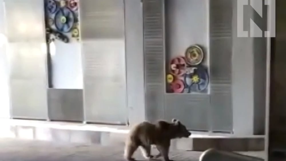 Bear visits empty tram station during coronavirus lockdown in Turkey