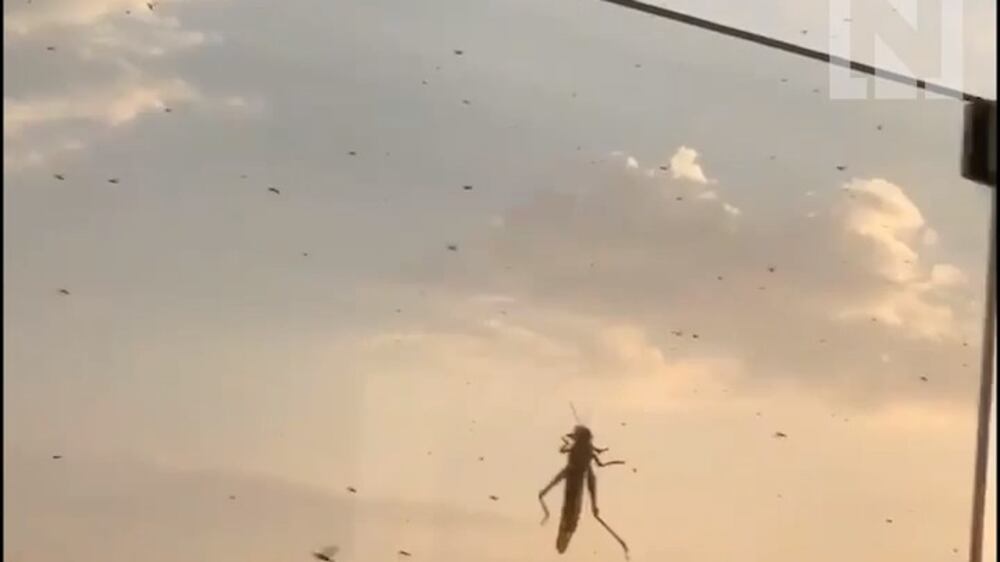 Swarm seen in Dubai