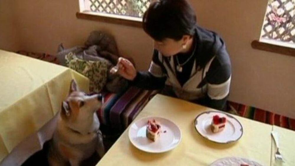 Video: Canines get their paws on Christmas cake