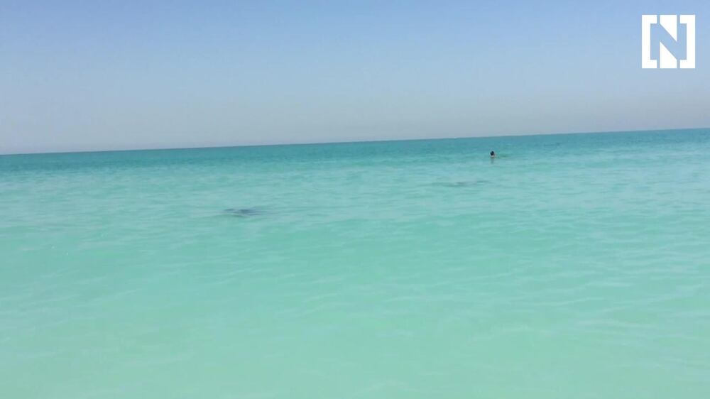 Dolphins visit Abu Dhabi's Saadiyat Island