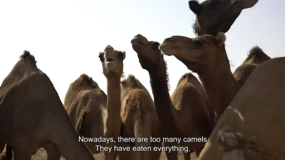 Grazing in Abu Dhabi: the past and present