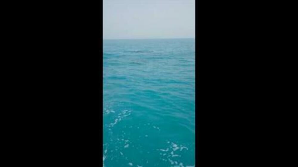 Orcas spotted off the coast of Abu Dhabi - video
