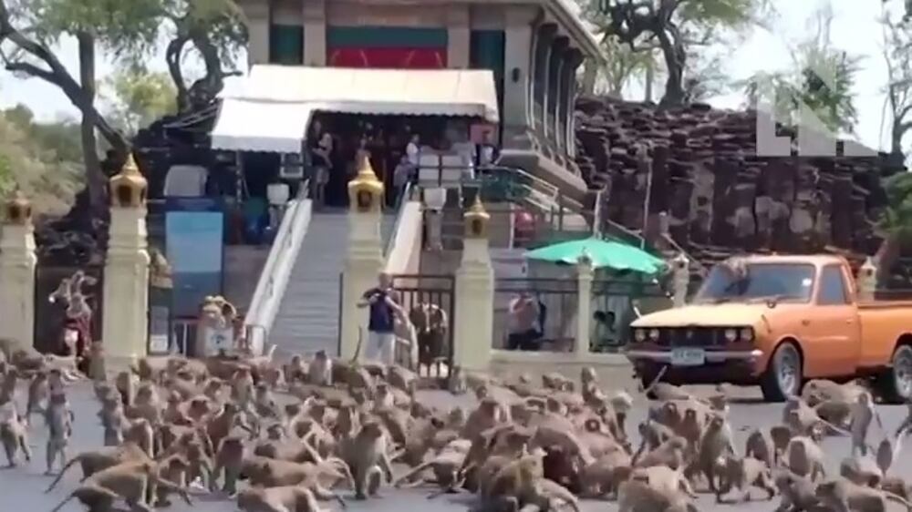 Hundreds of monkeys fight for a banana in Thailand