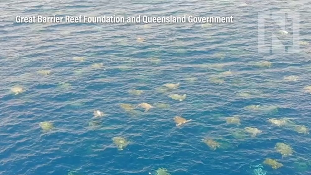 Drone footage shows thousands of endangered green turtles