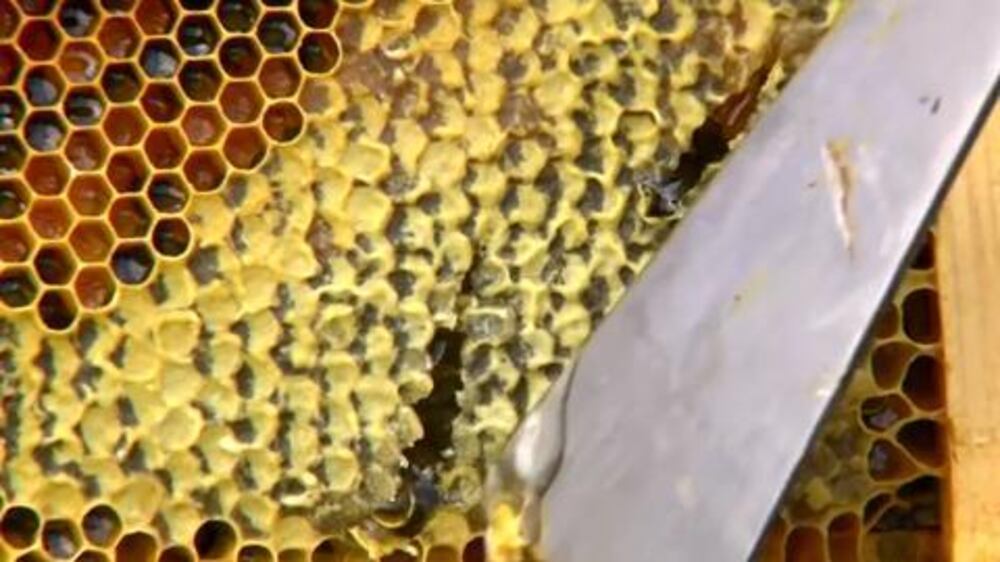 Saving the honey bees - video