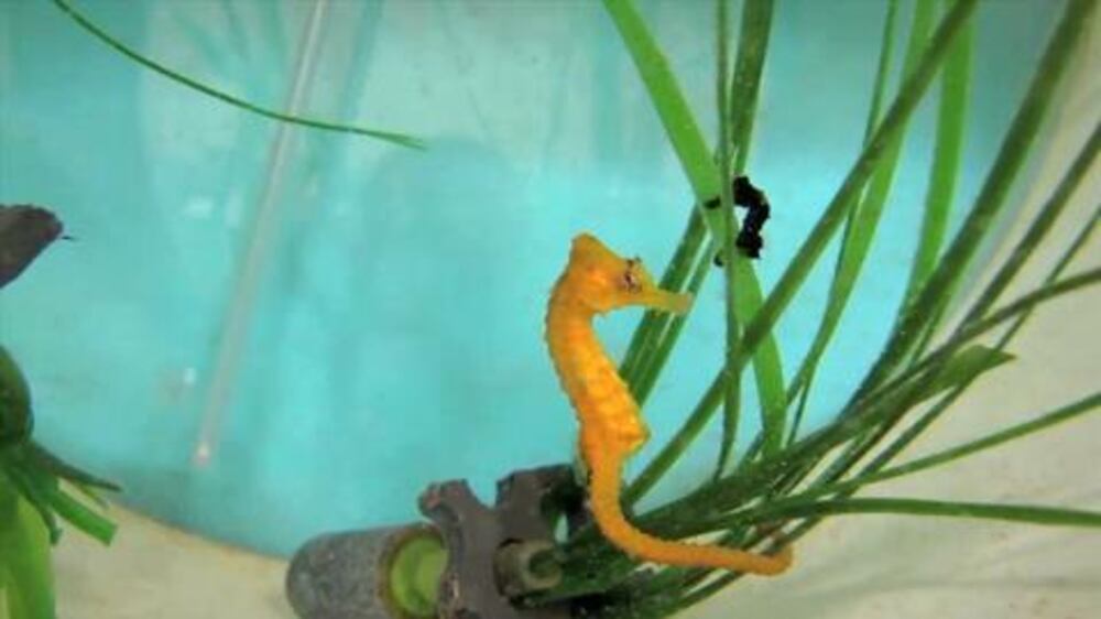 Video: Baby seahorses meet for the first time