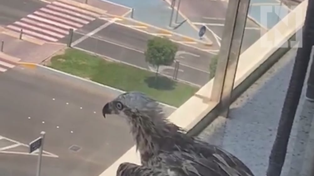 Injured eagle trapped on Abu Dhabi balcony