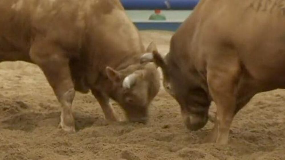 Video: Bull on bull in South Korean sport