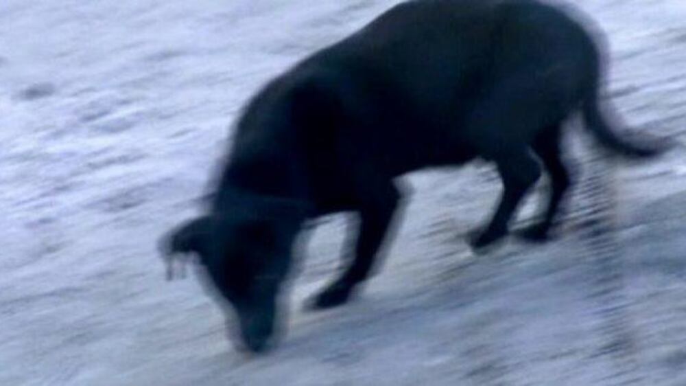 Video: Dog helps missing 3-year-old survive cold frosty night