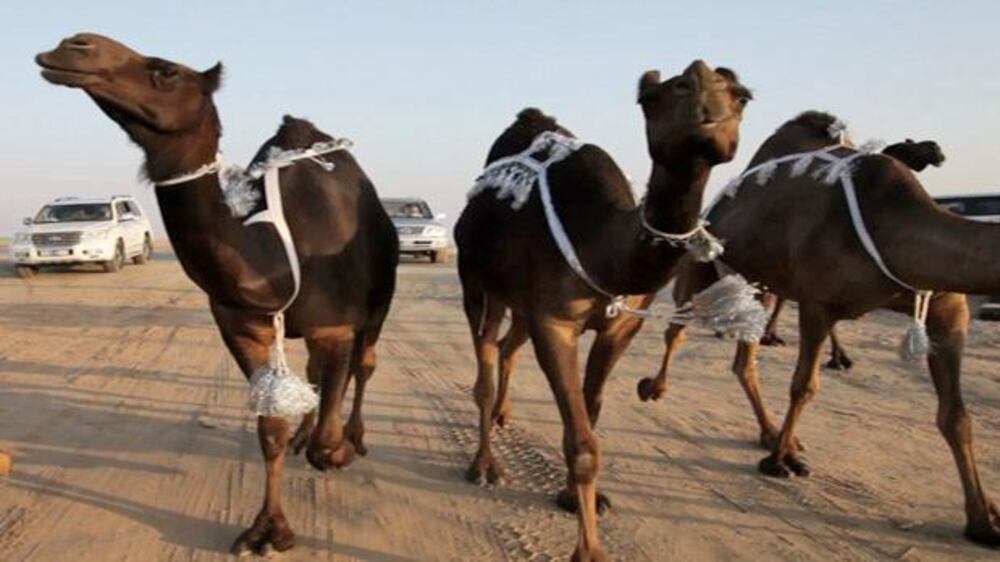 The majestic beasts of the desert at Dhafrah